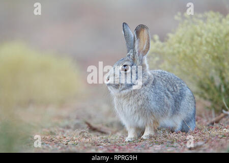 Desert Cottontail, Sylvilagus audubonii, in Arches National Park in southeastern Utah Stock Photo