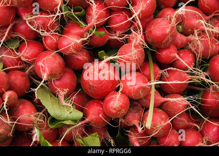 Close-up of freshly picked red radishes - Raphanus sativus on display at an outdoor market Stock Photo