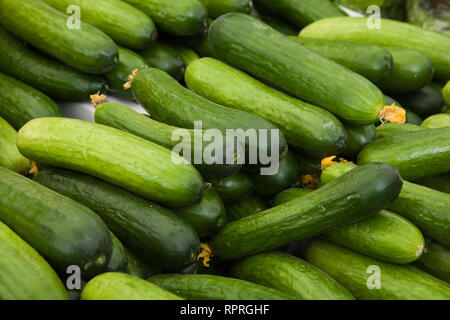 https://l450v.alamy.com/450v/rprghf/close-up-of-freshly-picked-green-slicing-cucumbers-cucumis-sativus-on-display-at-an-outdoor-market-rprghf.jpg