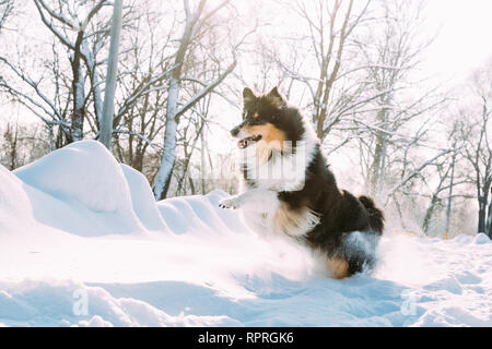 Funny Young Shetland Sheepdog, Sheltie, Collie Fast Running Outdoor In Snowy Park. Playful Pet In Winter Forest Stock Photo