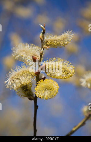 Close-up of Salix - Smith Willow tree flower blossoms in spring Stock Photo