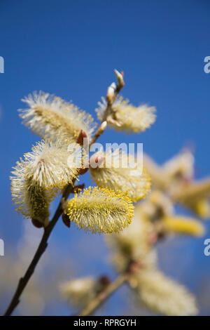 Close-up of Salix - Smith Willow tree flower blossoms in spring Stock Photo