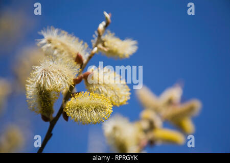 Close-up of Salix - Smith Willow tree flower blossoms in spring Stock Photo