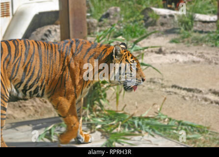 Photo of Sumatran Tiger in captivity. Photo was taken at Taronga Zoo by Nick Arena. Photography tools used are: Canon 300D. Photo Taken on 23/04/18. Stock Photo