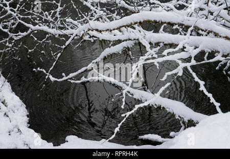 Snow on branches by a river with ripples from water drops and reflections. Stock Photo