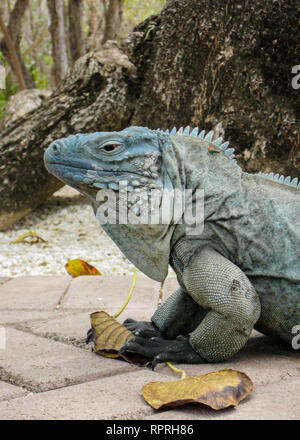 Blue Iguana (Cyclura lewisi) on Grand Cayman, Cayman Islands Stock Photo