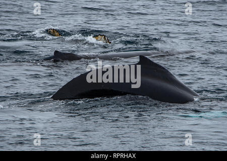 Three Humpback Whales, Megaptera novaeangliae in Charlotte Harbour, Antarctic Peninsula Stock Photo