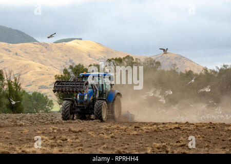 Sheffield, Canterbury, New Zealand, February 23 2019: A farmer plows a field while a flock of seagulls follow him to eat the worms from the soil Stock Photo