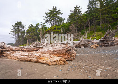 Massive Logs and Windblown Trees on the Coast on Rialton Beach in Olympic National park in Washington Stock Photo