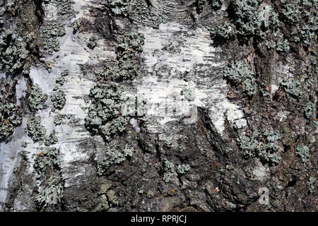 Surface of a birch tree trunk with some some lichen on it. Beautiful, abstract white and gray texture. Lovely details of the nature. Closeup photo. Stock Photo