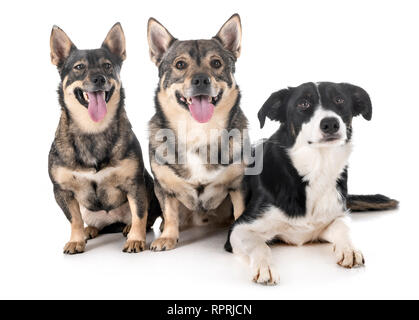 group of dogs in front of white background Stock Photo