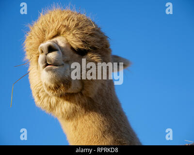 Cute Portrait of a Funny White Alpaca with Blue Sky as the Background Stock Photo