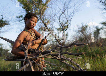 Woman of Bushmen of the San people gathering wood for fire in the Kalahari desert, Namibia, Africa Stock Photo