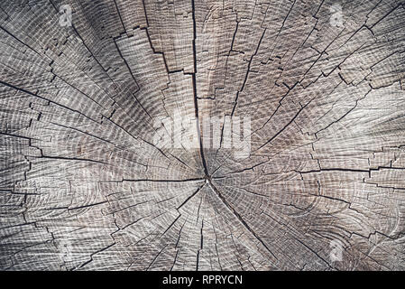 Cross section of a tree. Texture of an old stump. Wood background. Stock Photo