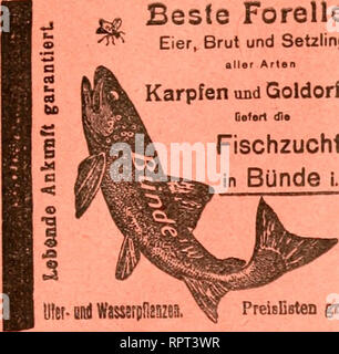 . Allgemeine Fischerei-Zeitung. Beste Forellen Eier, Brut und Setzlinge aller Arten Karpfen uBd Goldorfen 9^ Ge&lt;«r1 dl» ^ | Fischzucht •. Please note that these images are extracted from scanned page images that may have been digitally enhanced for readability - coloration and appearance of these illustrations may not perfectly resemble the original work.. MÃ¼nchen [etc. ] Landesfischereiverband Bayern [e Stock Photo