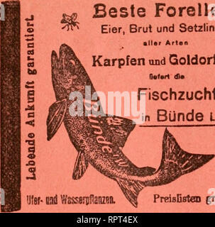 . Allgemeine Fischerei-Zeitung. Beste Forellen Eier, Brut und Setzlinge «Her Arten Karpfen und Goldorfen Fischzucht in Bünde l w.. J5 IS&quot; 9 9 PreisEstem gntii. Station poJTatt itt ^«bett liefert billiget iBrut unb ®e^Iin()e ber So^» unb Kegenfiügcnforene unb be§ Sat^faiBIittpS. Fritz Ziegen$pe(l(, Bertin s üd, liefert nur erstklassige. Please note that these images are extracted from scanned page images that may have been digitally enhanced for readability - coloration and appearance of these illustrations may not perfectly resemble the original work.. MÃ¼nchen [etc. ] Landesfischereiverb Stock Photo