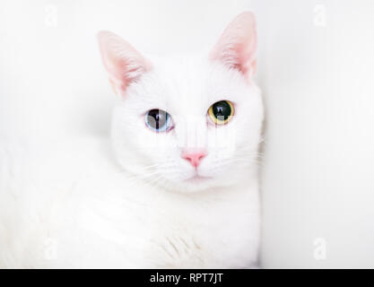 A white domestic shorthair cat with large dilated pupils and heterochromia, one blue eye and one yellow eye Stock Photo