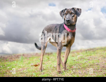 A merle Catahoula Leopard Dog mixed breed dog outdoors wearing a red collar Stock Photo