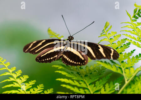 Zebra longwing butterfly (Heliconius charithonia), with open wings, on a green leaf Stock Photo
