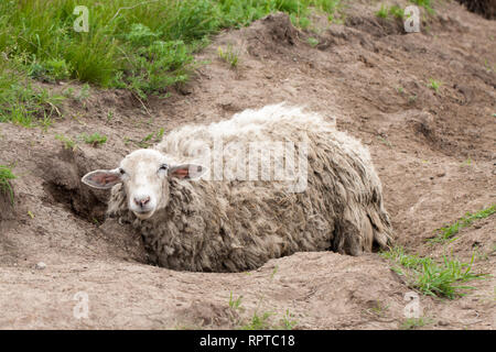 Sheep with dirty wool lies on the ground Stock Photo