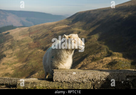 South Wales Sheep on the Bwlch Pass dividing Rhondda from Ogmore Valley South Wales Stock Photo