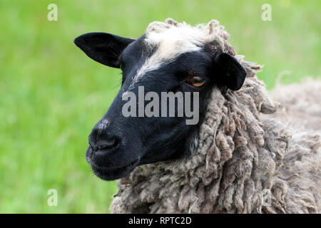 portrait of sheep graze on the green grass. Close-up Stock Photo