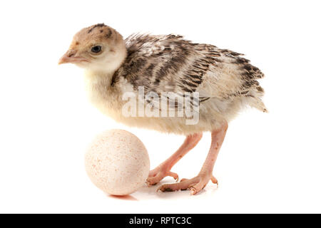 Chicken turkey with egg isolated on a white background Stock Photo