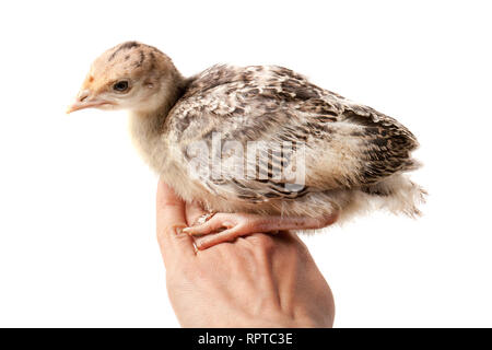 Chicken turkey sitting on a handisolated on a white background Stock Photo