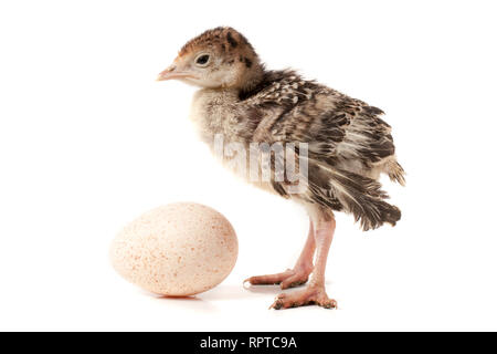 Chicken turkey with egg isolated on a white background Stock Photo