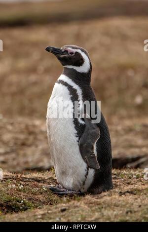 Magellanic Penguin, Spheniscus magellanicus, Falkland Islands Stock Photo