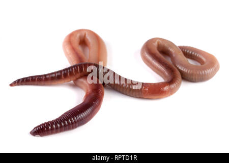 Two earthworms isolated on white background Stock Photo
