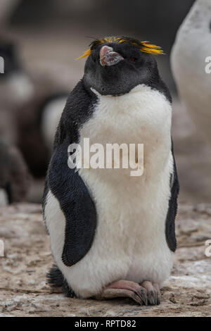 Macaroni Penguin, Eudyptes chrysolophus, Falkland Islands Stock Photo