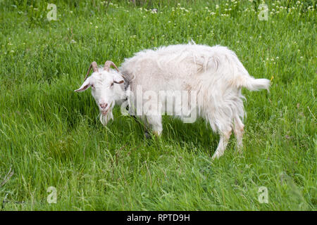 One white goat grazing on green grass in a field Stock Photo