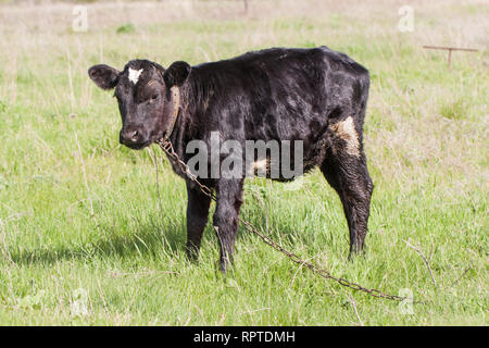 young black bull grazing on grass in the village Stock Photo
