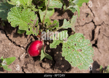 Radish growing in the garden with spoiled leaves Stock Photo