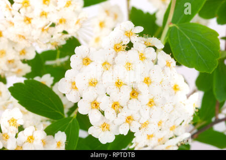 Flowers of Spirea aguta or Brides wreath as background close-up Stock Photo