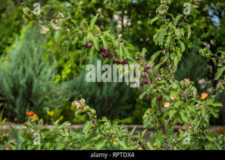 Small wild rennet apples. Crabapples are popular as compact ornamental trees, providing blossom in Spring and colourful fruit in Autumn. Stock Photo