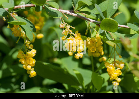 Branch of a blossoming barberry. Yellow flowers of barberries on bush. Selective focus, shallow DOF Stock Photo