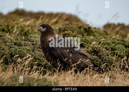 Striated Caracara, Phalcoboenus australis, Falkland Islands Stock Photo