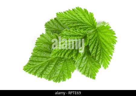 Fresh raspberry leaf isolated on white background Stock Photo
