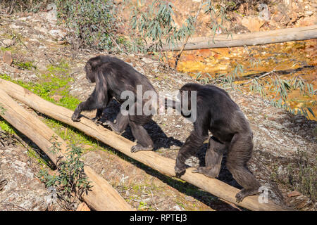 Chimpanzee male and female in mating season in natural habitat Stock Photo