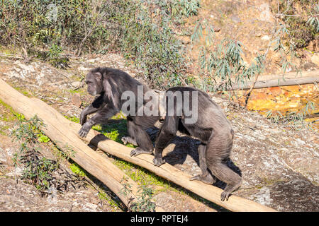 Chimpanzee male and female in mating season in natural habitat Stock Photo