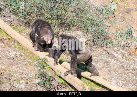 Chimpanzee male and female in mating season in natural habitat Stock Photo