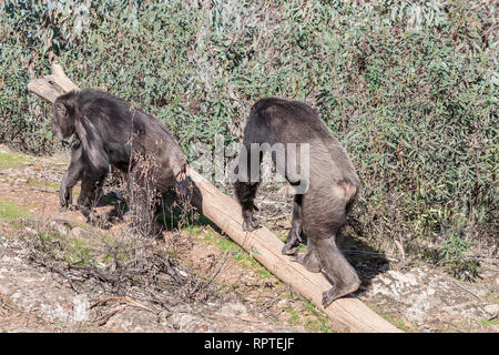 Chimpanzee male and female in mating season in natural habitat Stock Photo