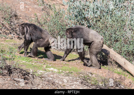 Chimpanzee male and female in mating season in natural habitat Stock Photo