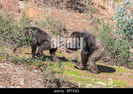 Chimpanzee male and female in mating season in natural habitat Stock Photo