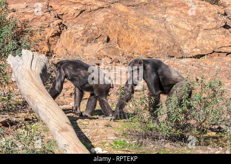 Chimpanzee male and female in mating season in natural habitat Stock ...