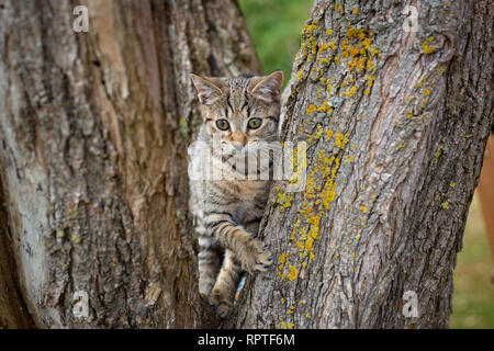A tabby kitten loves playing in a tree and clawing at the bark on the tree trunk Stock Photo
