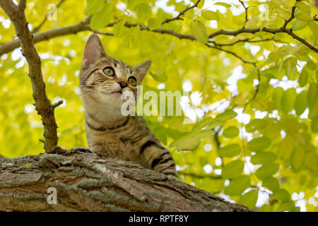 A tabby kitten practises climbing a tree in the garden
