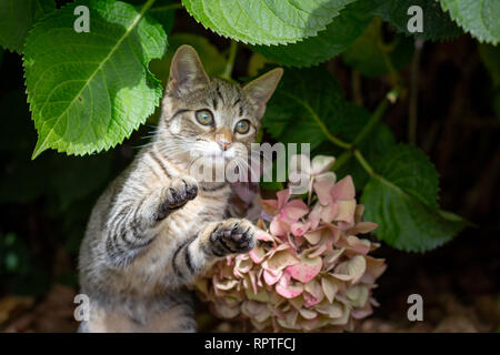 A tabby kitten plays under hydrangea bushes pretending to attack and pounce Stock Photo
